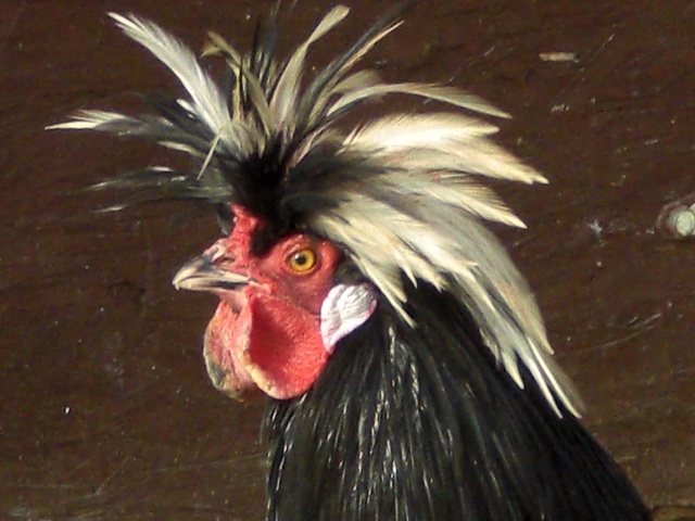 Polish_rooster_on_brown_background